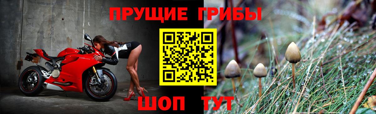 Татарск  Псилоцибиновые грибы Psilocybe  Вход с VPN 